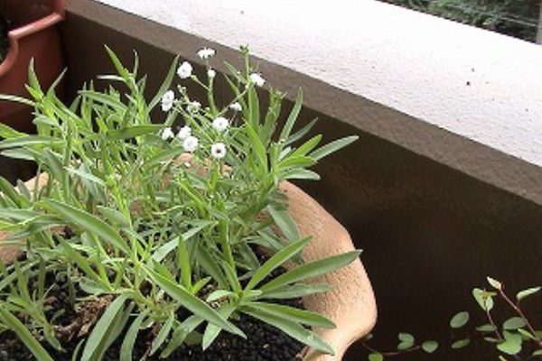 花 と 緑 と私 かすみ草
