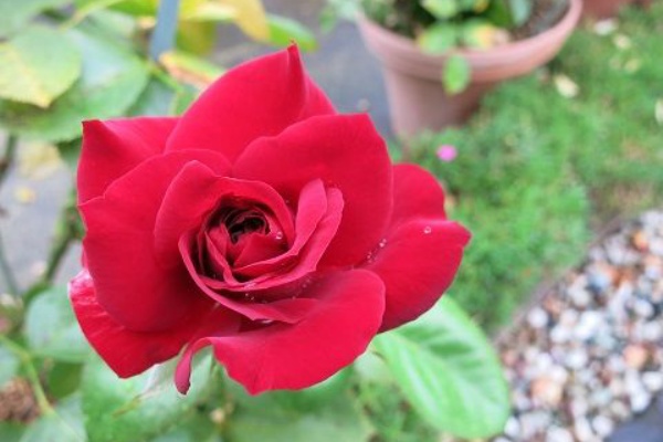 ミセスケイの薔薇コラム ニコロパガニーニ