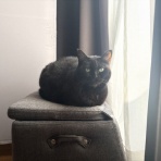 おそらくその平凡こそ幸せ　猫と私と家族の日常