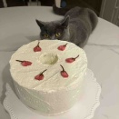 桜のシフォンケーキ