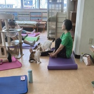今日の猫式ヨガ