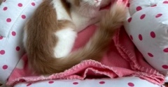 猫の寝場所の冬支度とセリアのふきんの使い方