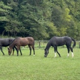 『今年の紅葉』の画像