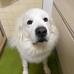 サマジニのいる生活Samajini Diary