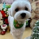 トリミングコーナー