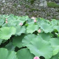 玉城城の大賀蓮
