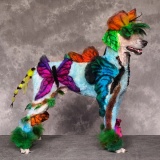 狂気…芸術を通り越した"犬のグルーミング"画像20選