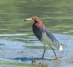 6月の野鳥予報