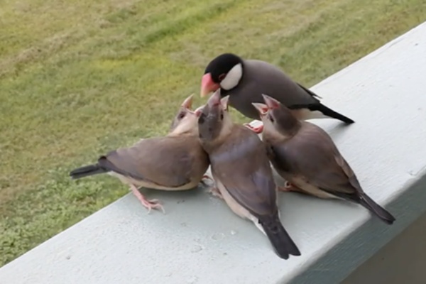 かぁちゃんと小動物たち - 文鳥