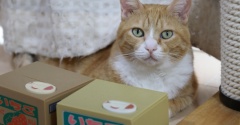 隠さない猫。