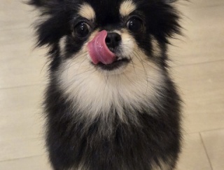 チュチュちゃん譲渡トライアルへ行きました