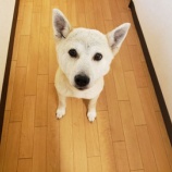 『【犬】1頭 保健所から受け入れました』の画像