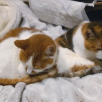 酒とロックな日常