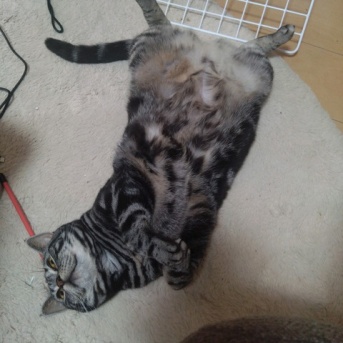 実物のﾈｺﾁｬﾝたちセカンド158