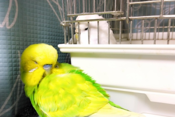 【ギザコ】ことりのあそびば　Plus こんな暑い日は水浴びするしかないでしょ」としおり🐥 人間も