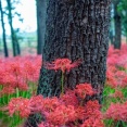 【画像】いい天気だから彼岸花を撮りに行ったった