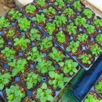  花好きおばあさんの　園芸ボランティア日記