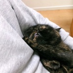 ”猫おでん”あり〼。