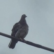 今日の野鳥　キジバト