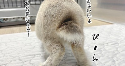 うさぎのルリ(12/6追記)