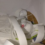 白文鳥のぴーちゃんの記録