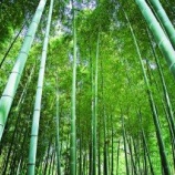 『修行とは何もしないこと、何かに向かうと修行じゃなくなるー井上貫道老師』の画像