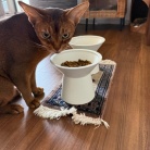 猫たちのフードボウルを新調した