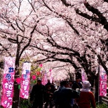 『2026.4『井原堤🌸』を歩いてみたよ⑦ / 岡山県井原市』の画像