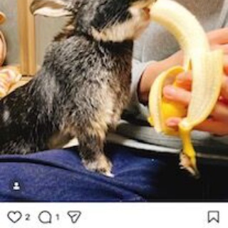 はじめてのうさぎ