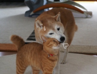 猫の“すりすり攻撃”♪