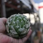 多肉屋　たなか