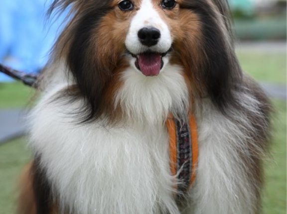 ８年前の卒業犬のステファニーです🩷