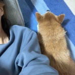 保護犬 ～預かり日記～