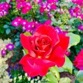 憧れのローズ🌹ガーデン✨