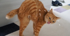 孫の手風母の手