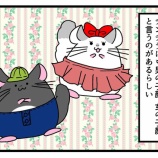 『チンチラさんにも男の子顔、女の子顔があるらしい。』の画像