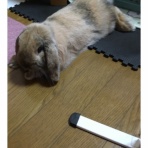 こむぎちゃんとの日常生活♡