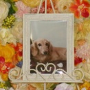 笠間市のダックスフンド愛犬ルビーちゃんの個別火葬【ペット火葬・霊園・笠間市】