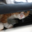 準備段階で警戒する猫。