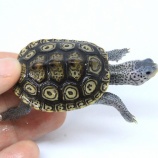 『【新入荷】ミズガメ色々入荷~テラピン、セマル~』の画像