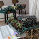 リビングがガーデンセンターに？！