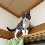 猫だらけ