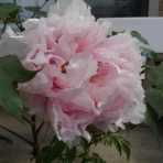 もふもふアクア