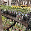 園芸店で花苗購入