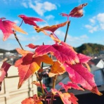 盆栽な感じで…的な！