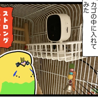 【ペットカメラ増設】カチョちゃんを見見見見……♪