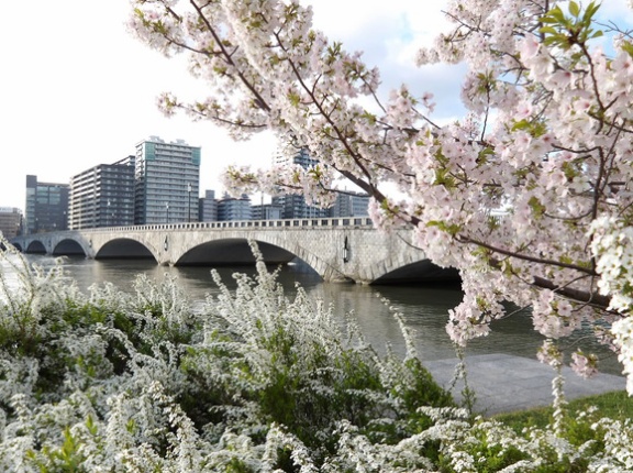 朝練ラン＆バイク　タラの芽ゲット　桜満開
