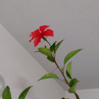 ゆるりと暮らす