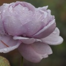 冬薔薇～ふゆそうび