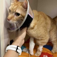 猫が慢性腎臓病ステージ3と言われたのに数値が正常に戻った話【前編】